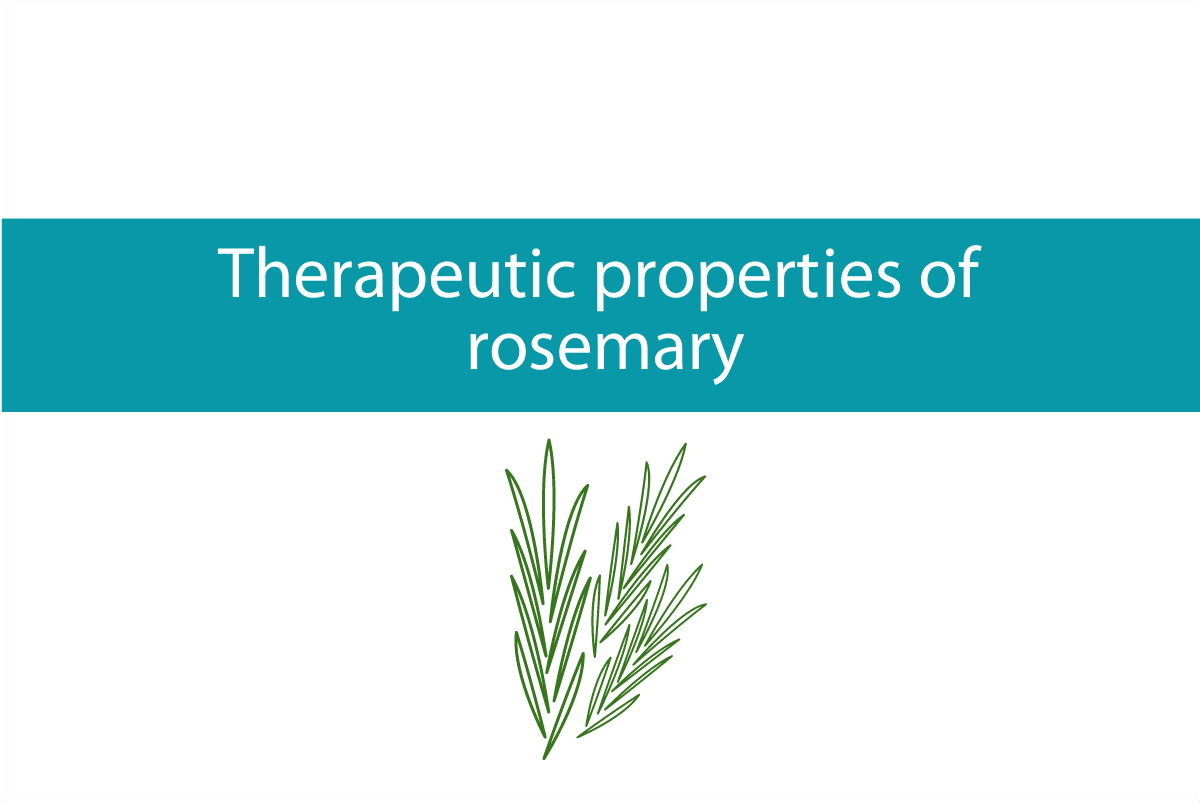 Therapeutic properties of Rosemary Worth growing in your garden