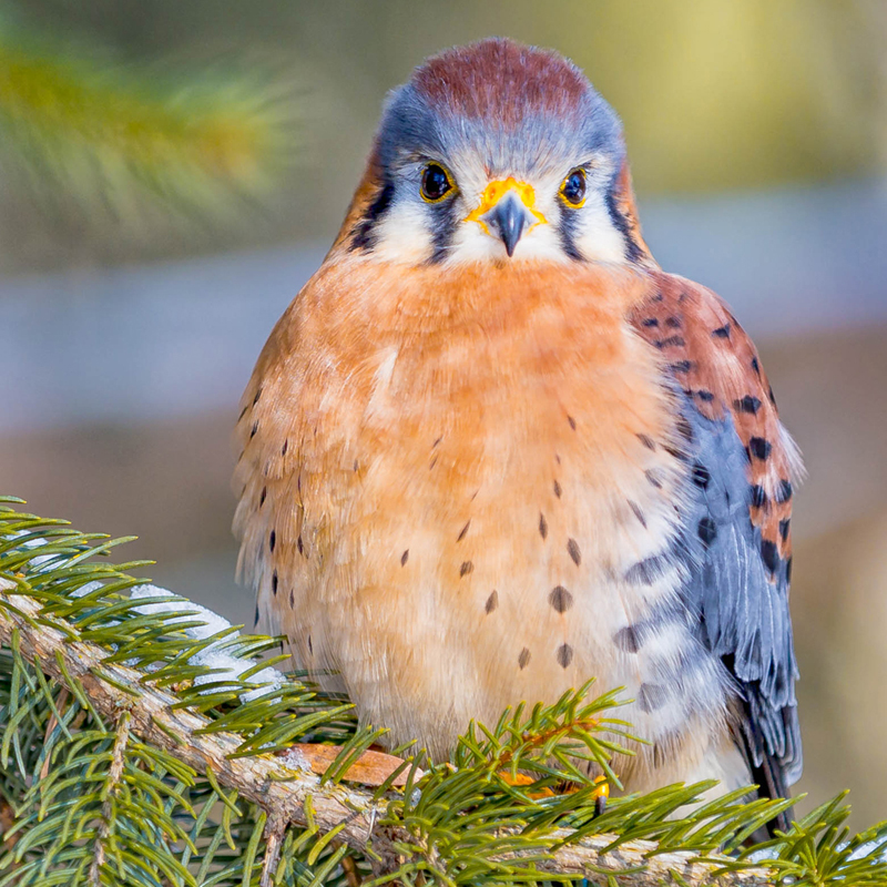 American Kestrel California Living Museum