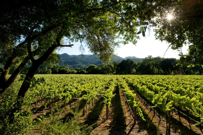 CAL OREGON WINE APPRECIATION CLUB Join others in wine tasting