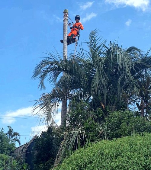 Palm Tree Removal Caloundra Trees