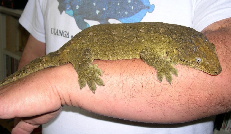 CalPhotos Rhacodactylus leachianus leachianus; New