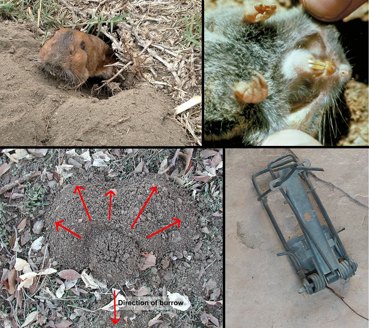 Backyard Gardener Managing Pocket Gophers November 20, 2019