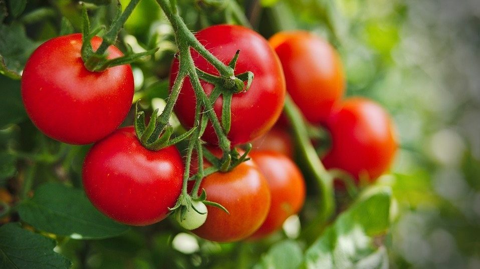 Impacting Global Food Security Through Improved Tomato Varieties Horticultural Science