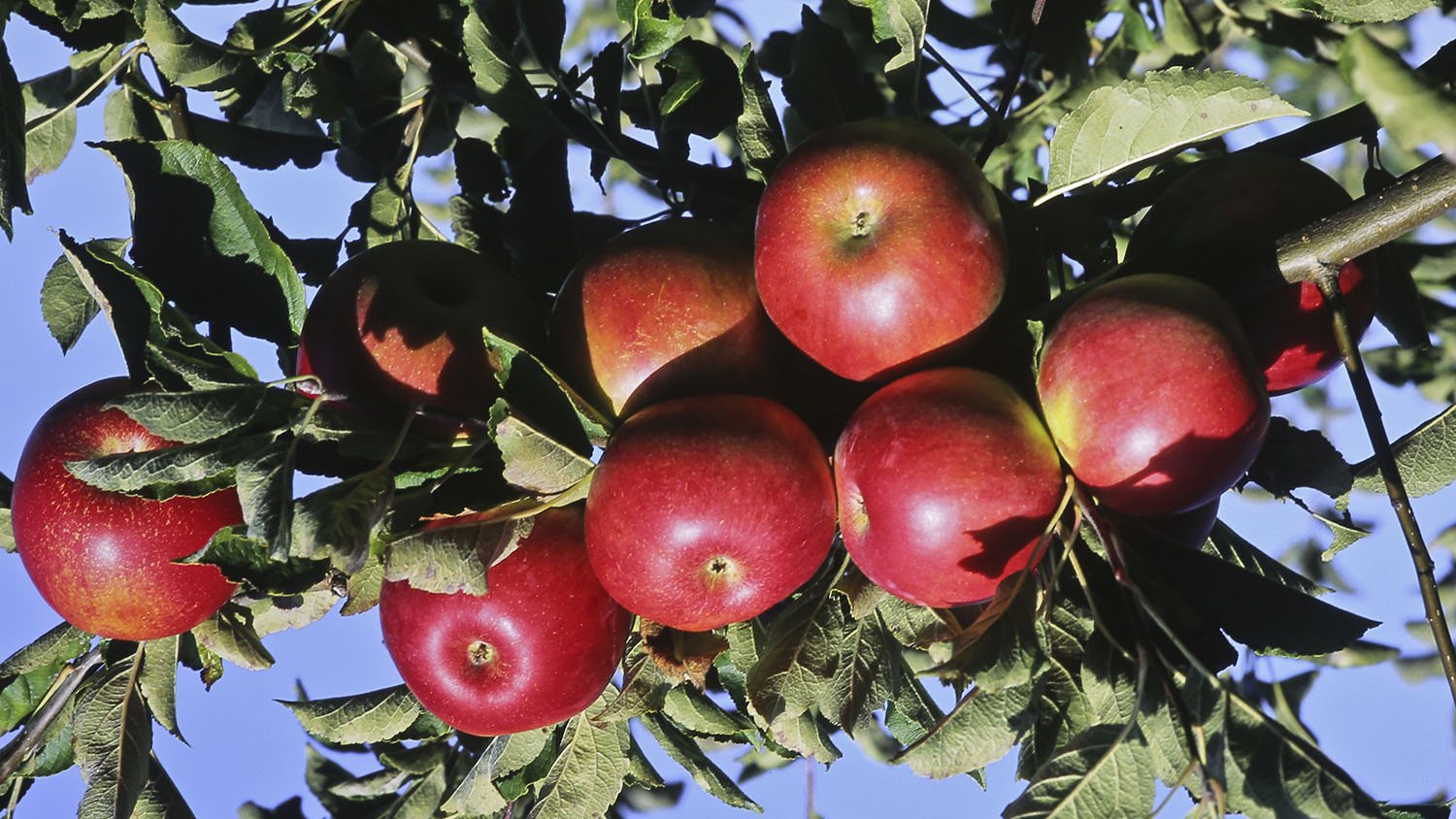 Your Guide to North Carolina Apples College of Agriculture and Life