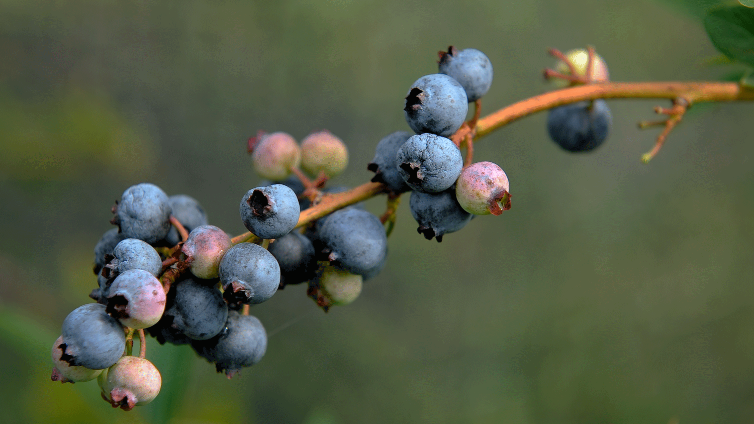 The Beloved Blueberry Five Facts College of Agriculture and Life