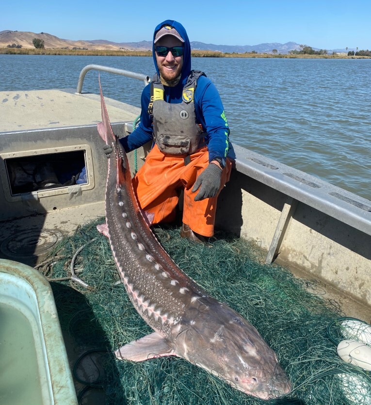 CDFW Announces New Regulations For White Sturgeon Possession, Slot