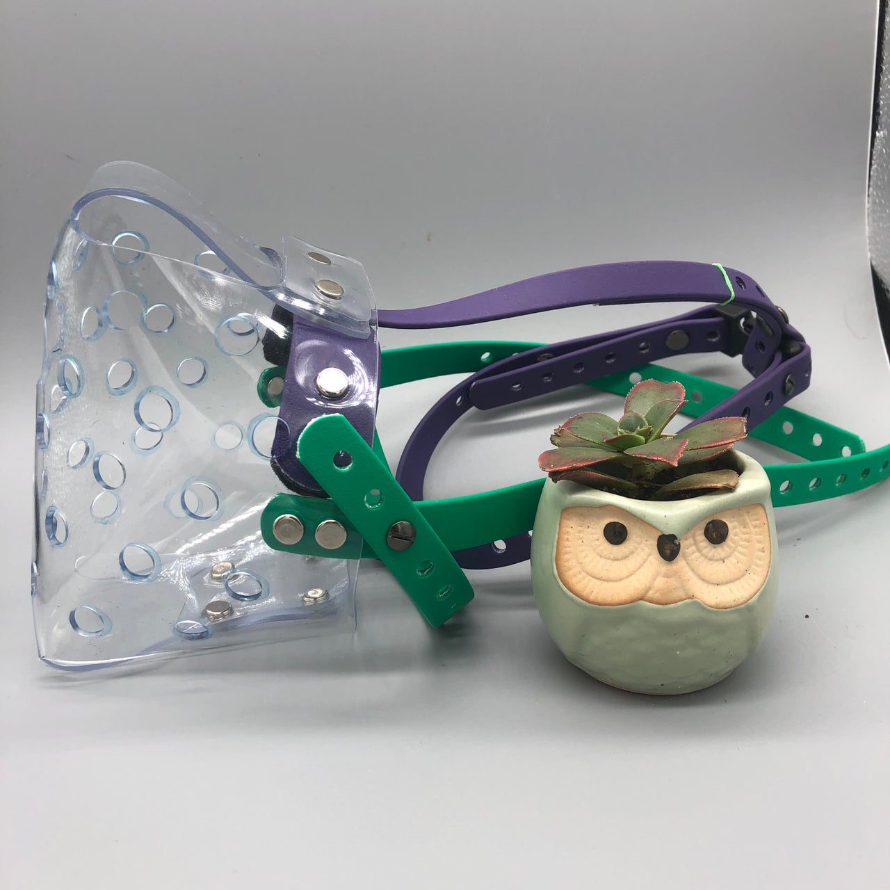 Dog Muzzles and Safety Calvert Dog Academy