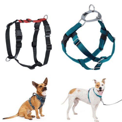 Quizzes Calvert Dog Training