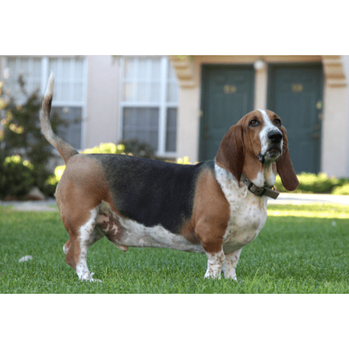 Harness Quiz Calvert Dog Training