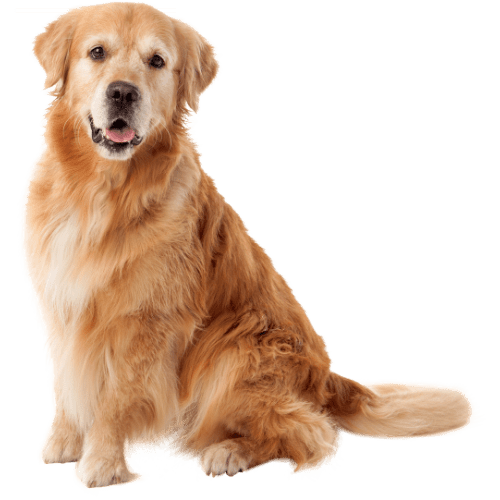 Harness Quiz Calvert Dog Training