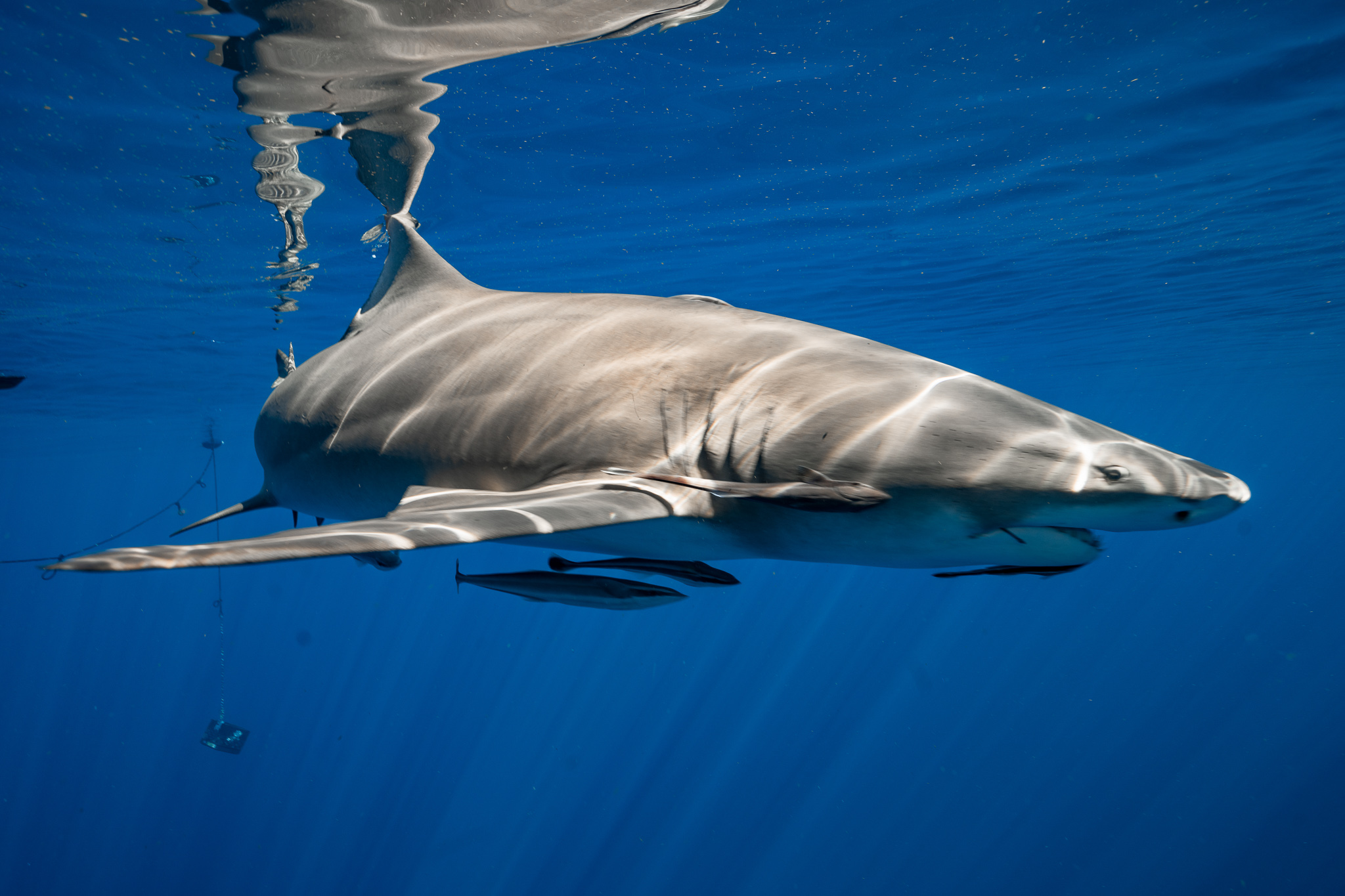 SCUBA DIVE CHARTERS SHARK SCUBA DIVING FLORIDA SHARK SNORKELING