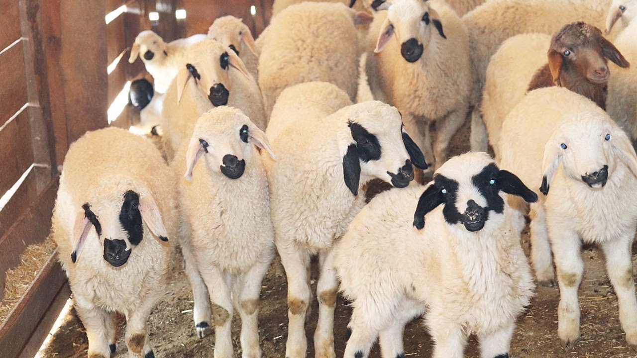 Son Agneau, Vidéo Animaux, Agneau Mignon Drôle, Bébé