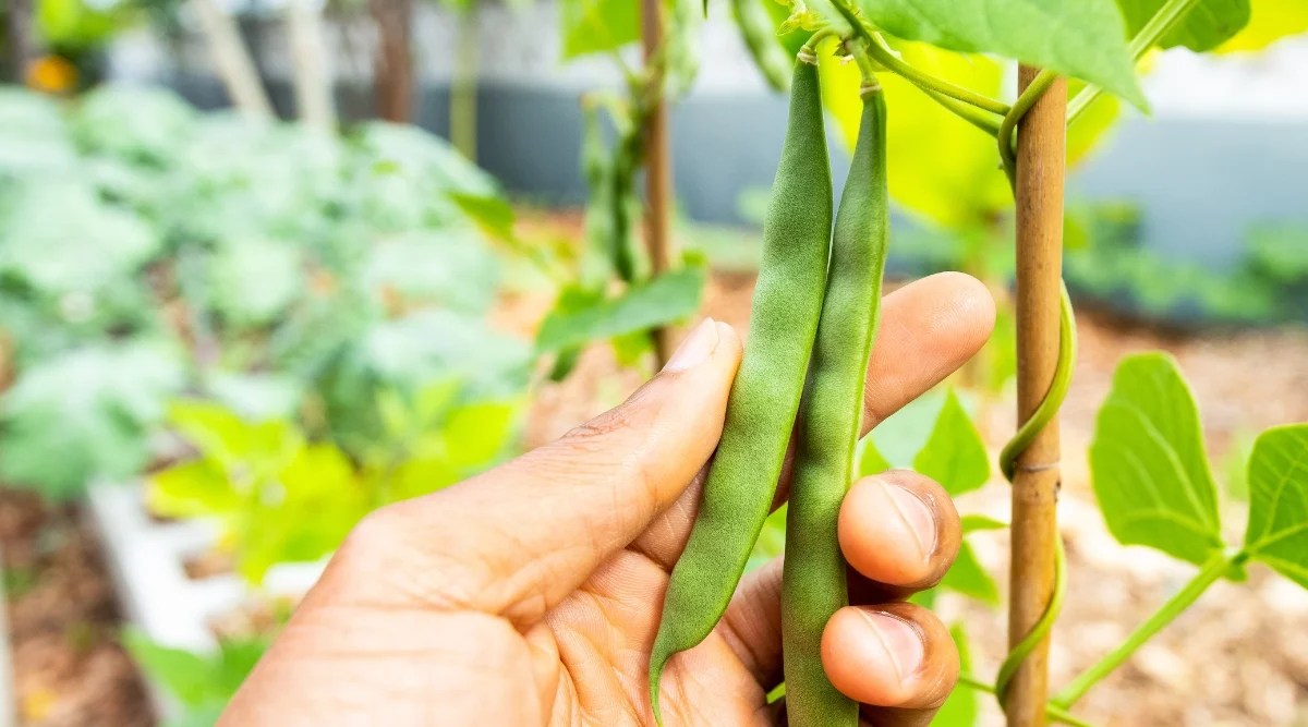 Are pinto beans a pole or bush bean?