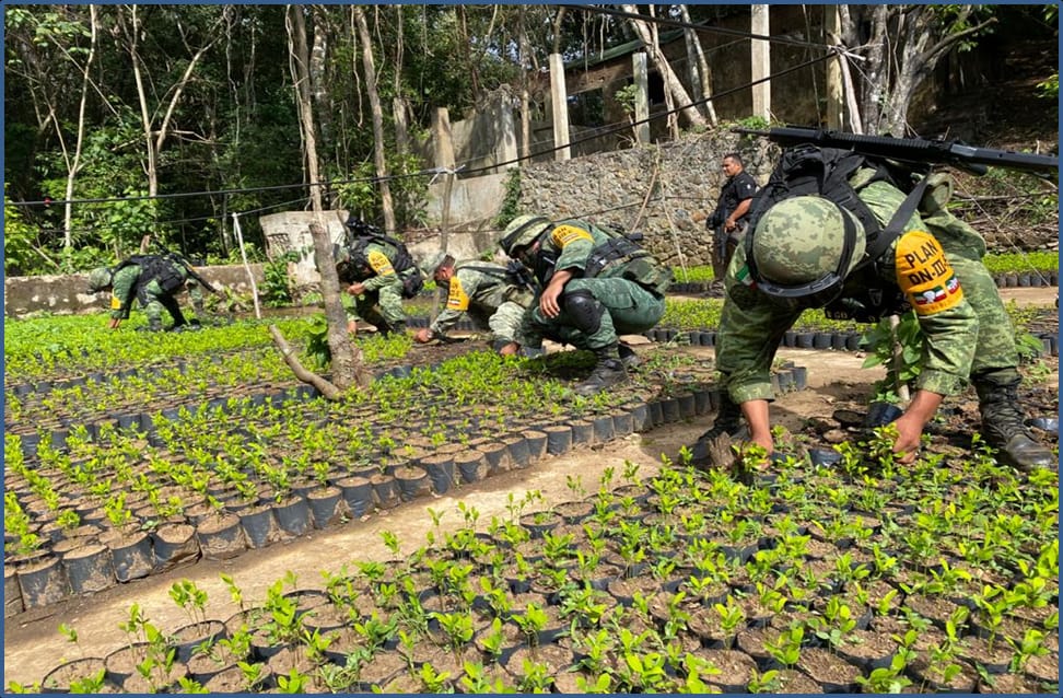 Hallan plantío de hoja de coca y narcolaboratorio en Guerrero Cambio