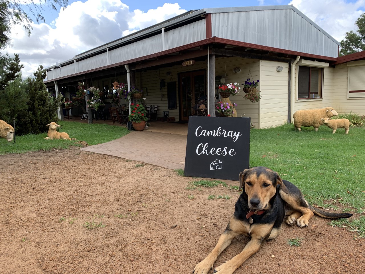 Visit Us Cambray Cheese