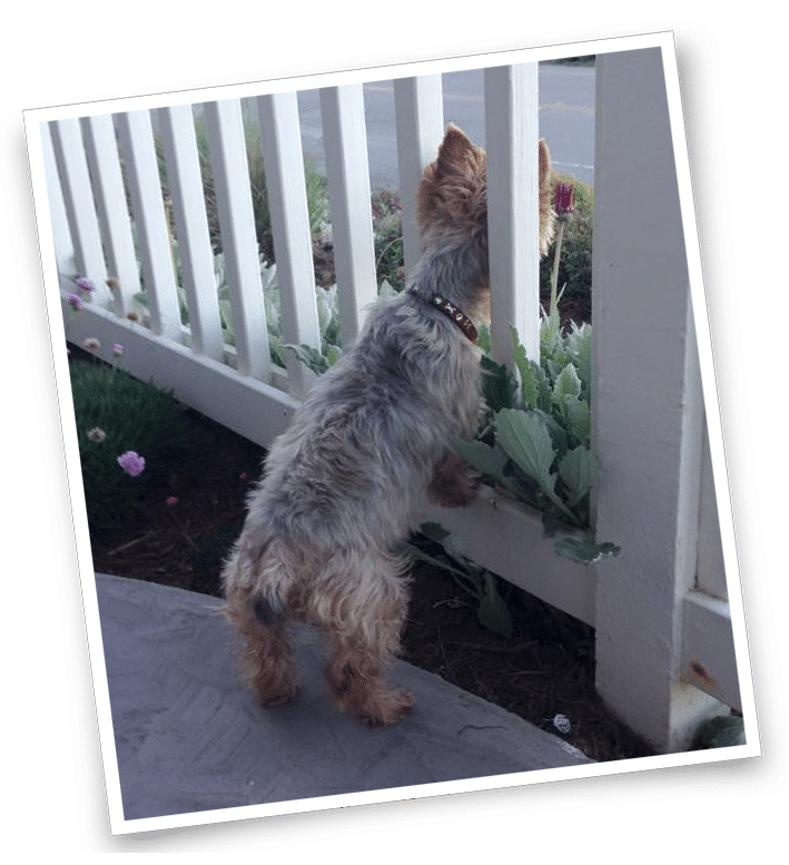 PetFriendly Package Cambria Inns CollectionCambria Inns Collection