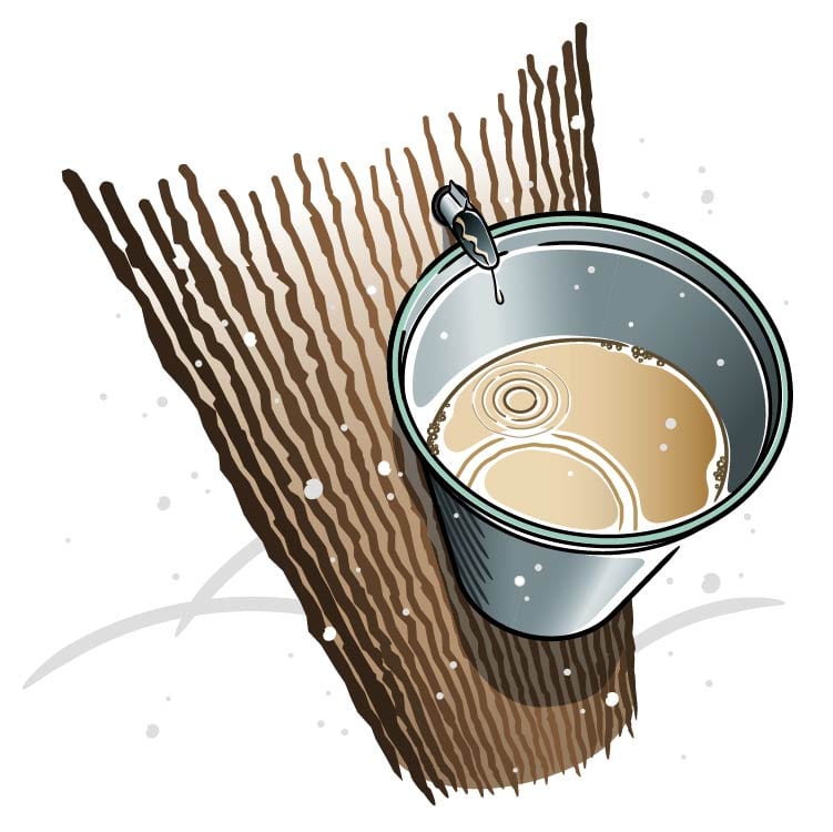 1 Millions Tree Sap Bucket Design Review 2023