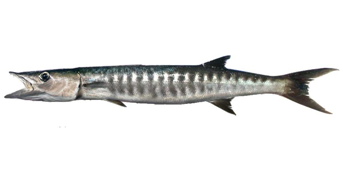 Barracuda 1 kg ( Neduva/ Chillavu) Cambridge Fresh