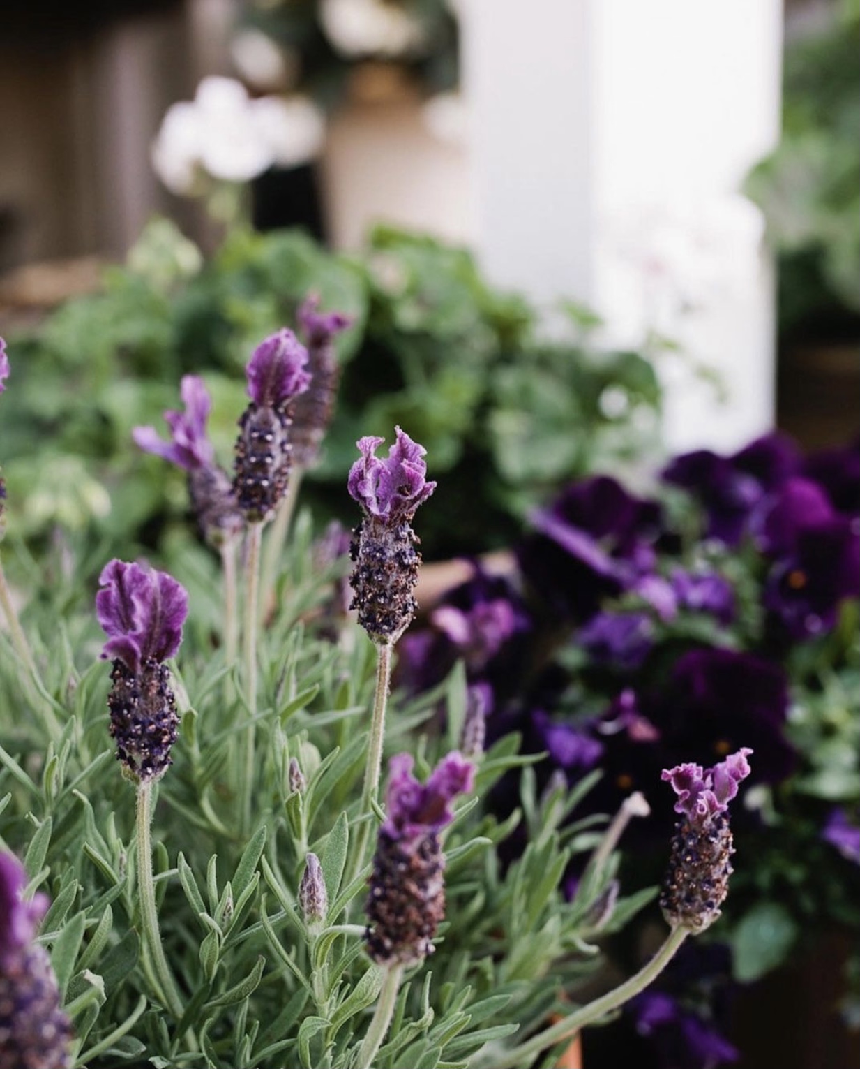 Mothers Day Gift Baskets Cambridge School of Flowers