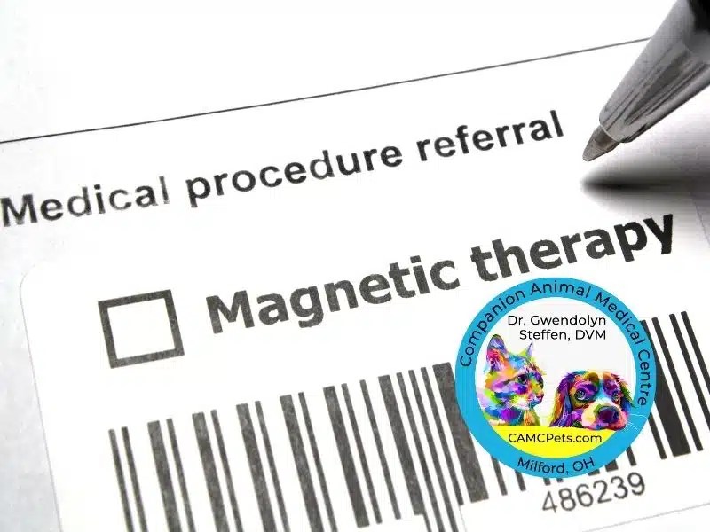 Therapy For Pets Therapy For Cats & Dogs in Milford