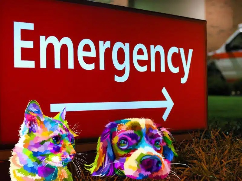 After Hour Emergency Pet Care Cincinnati & Northern KY