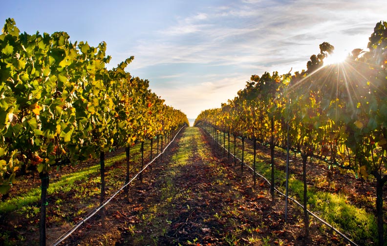 Discover Healdsburg Wineries Tasting Rooms and Tours