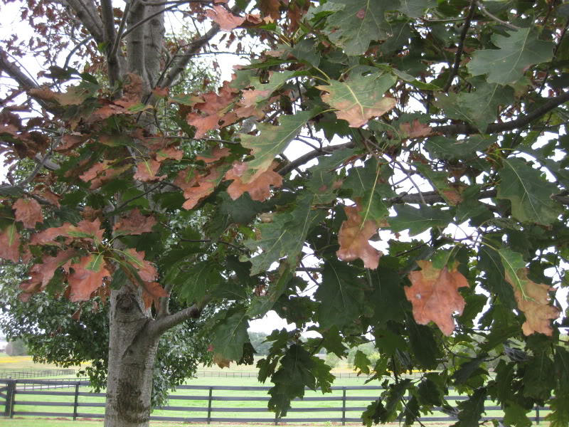 Treat Your Oak Wilt Before It’s Too Late