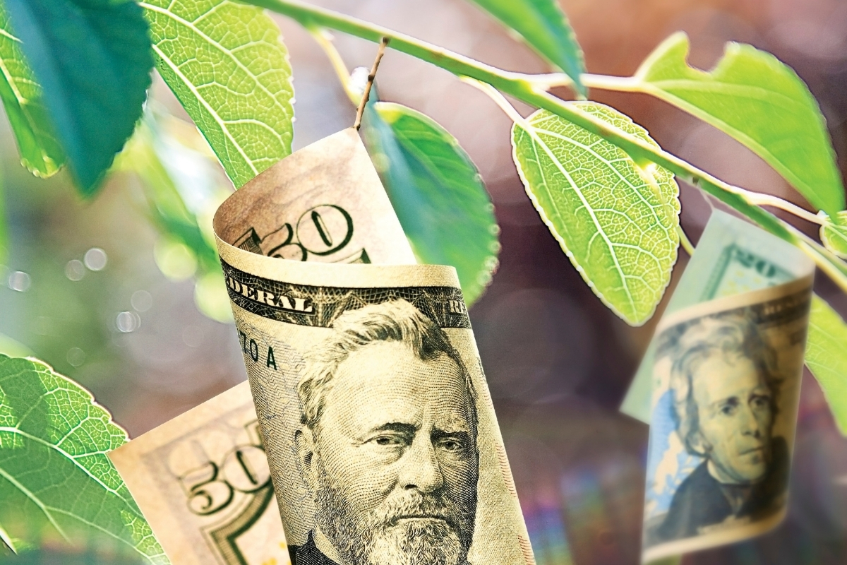 Your Trees Are Literally Worth Money —Keep Them Healthy!