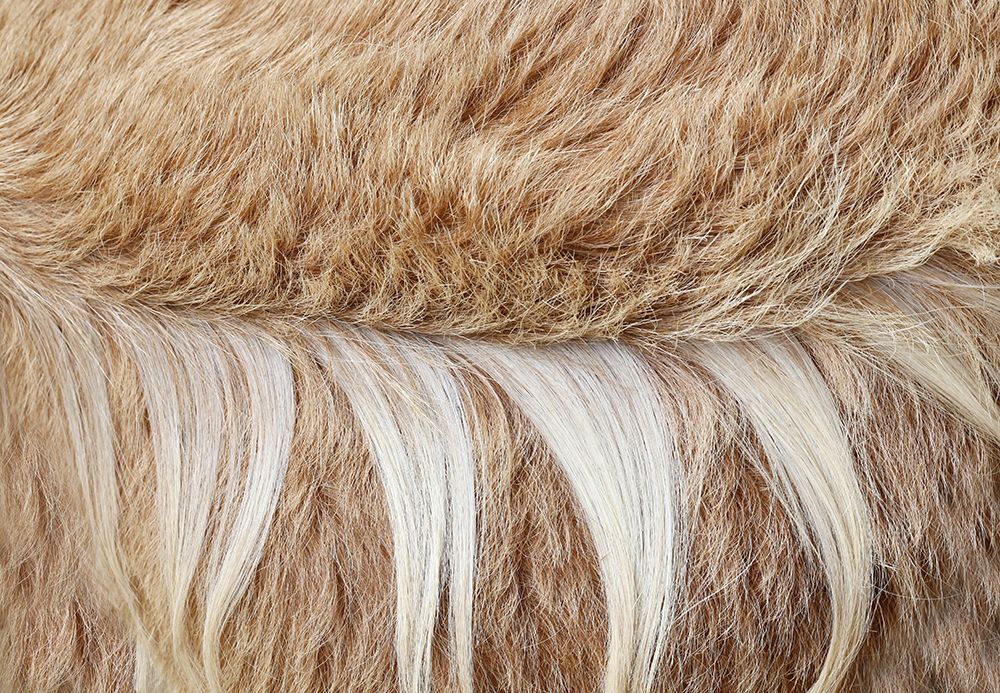 Why a Camel Hair Duvet is an Intelligent Investment Camelus