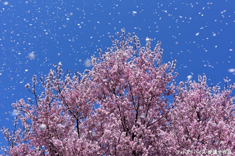 桜吹雪の撮り方｜舞い散る桜を捉えるシャッタースピードとプロの撮影テクニック 一眼レフの教科書｜ 写真教室フォトアドバイス【公式】