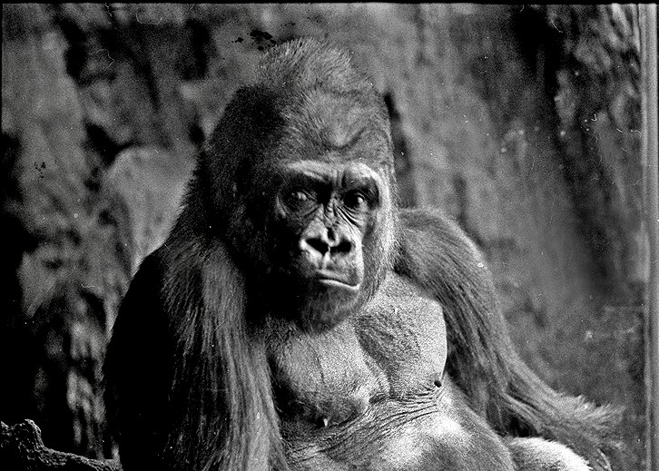 Tuesday Titans: The Pentax MZ-S – Camera Legend