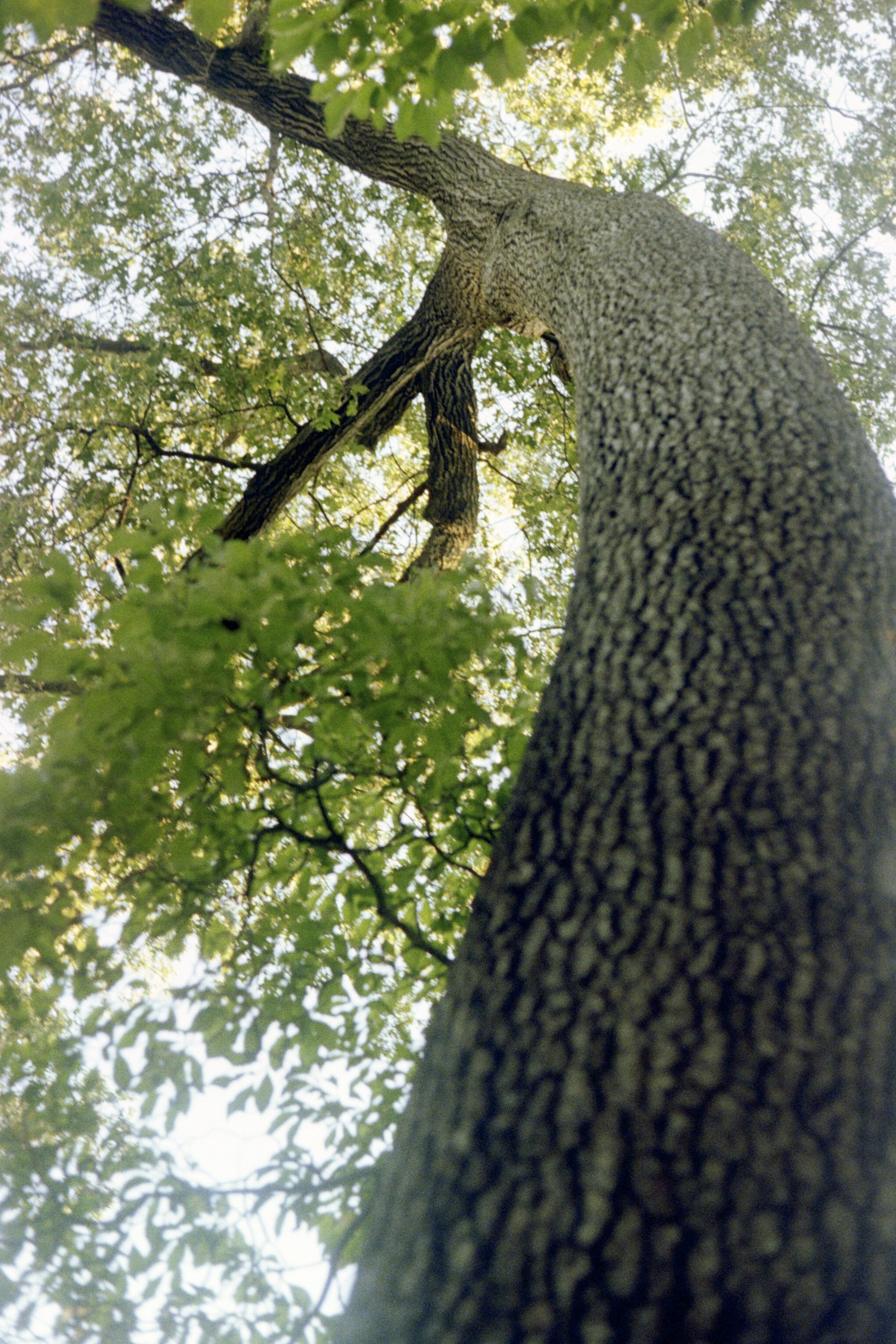 Monday Mystery Images & The Quality Of Walgreens Film Scans Camera Legend