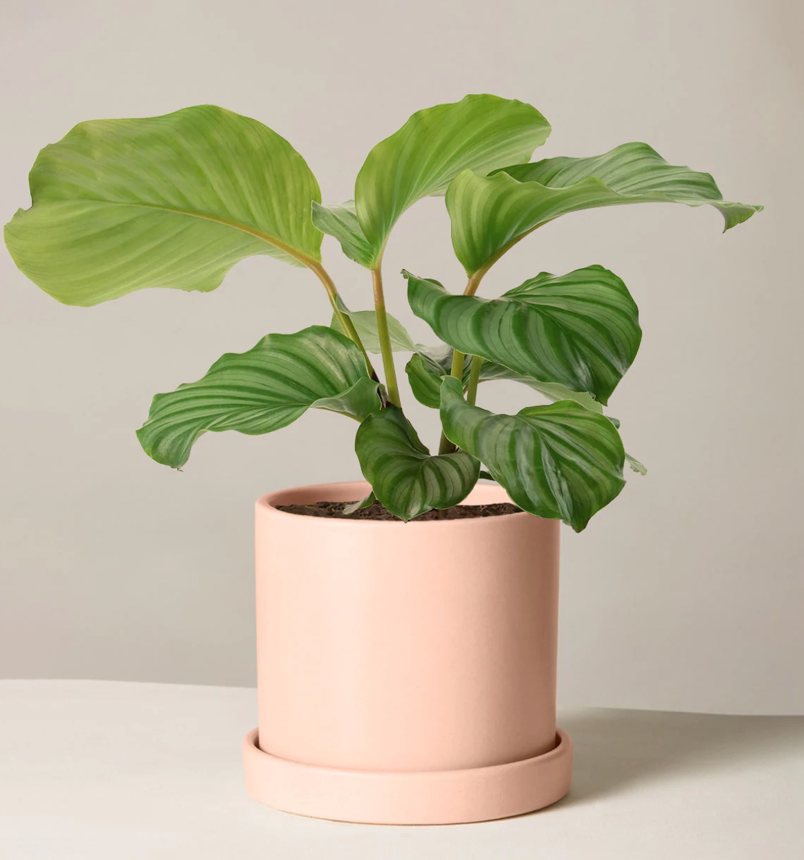The 15 Best Apartment Plants for Every Décor Style