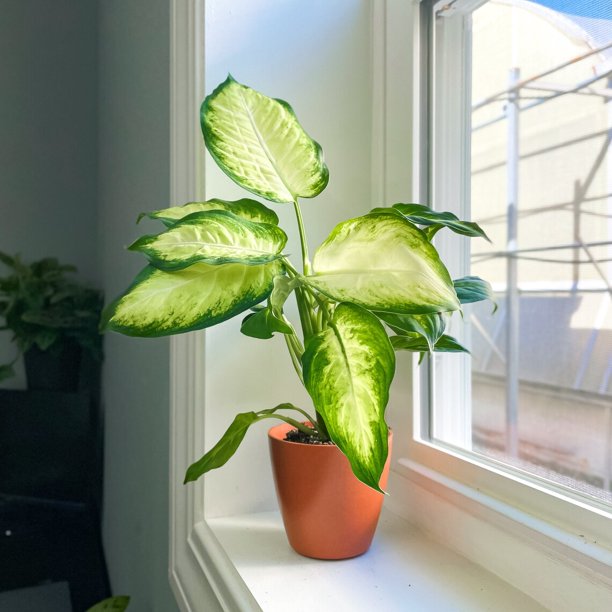 The 15 Best Apartment Plants for Every Décor Style