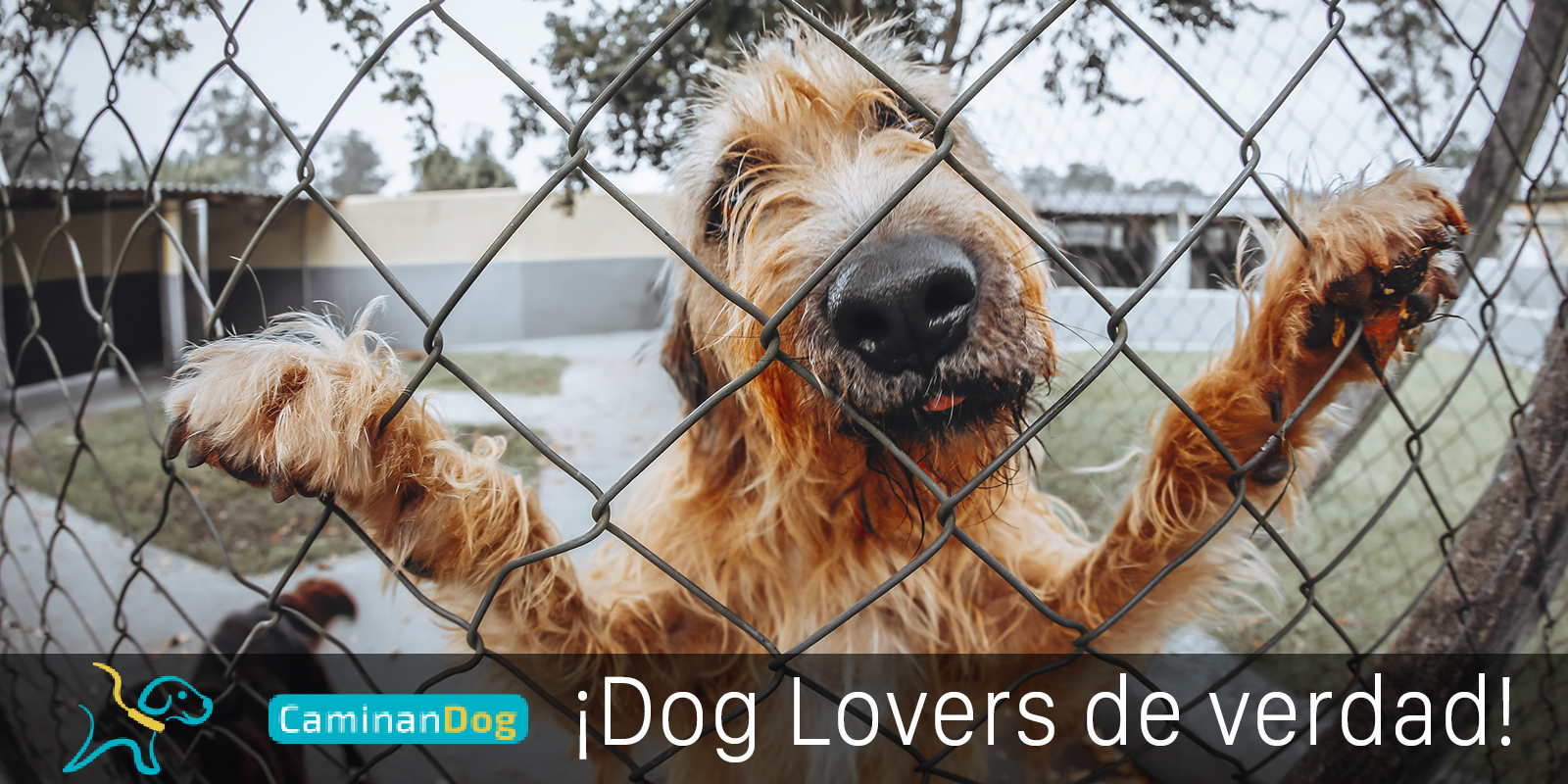 ¿Por qué debemos adoptar y no comprar? CaminanBlog