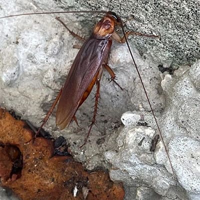 Cockroaches - Camo Pest Control