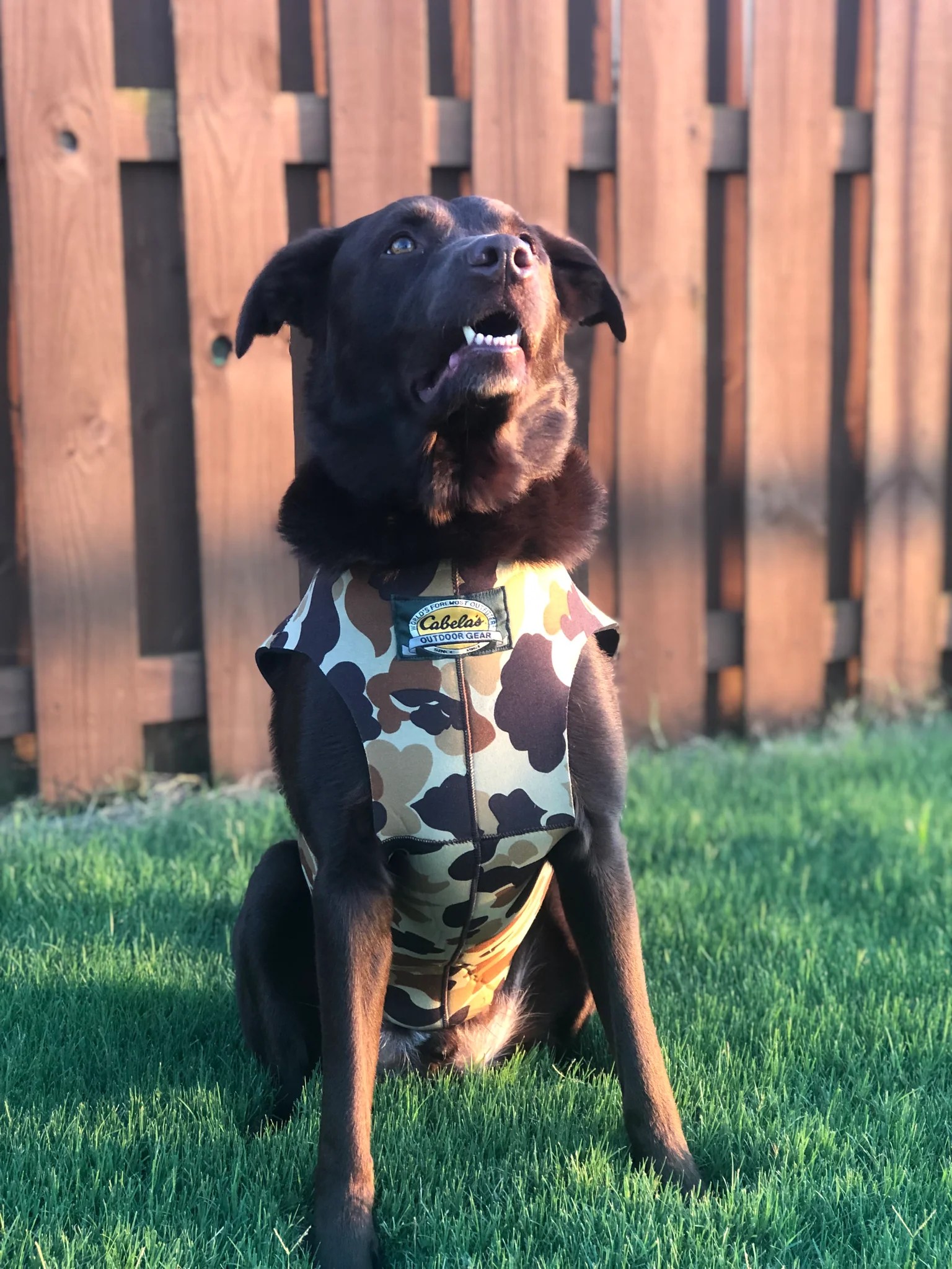 Cabela's Dog Vest (XL & XXL) Camoretro