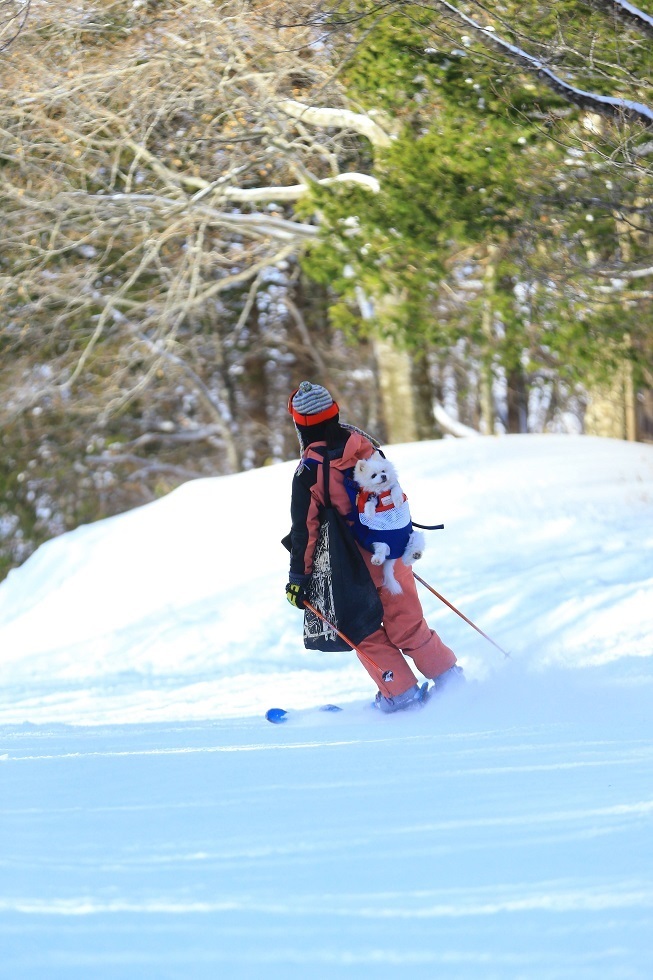 2022〜23シーズン 滑走日数8日目 エーデルワイススキーリゾート 輸入キャンピングカー・アドリアで夫婦ふたり旅『もーもー・モーグル