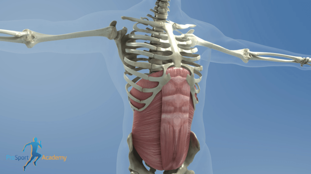 How The Postural Restoration Institute Has Influenced My Step By Step