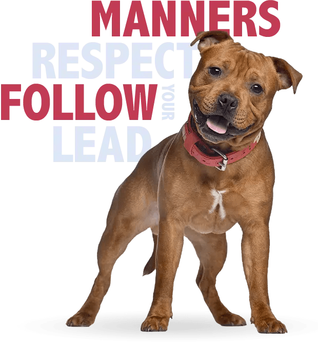 Campbells Canine Training Dog Obedience School in The Villages of