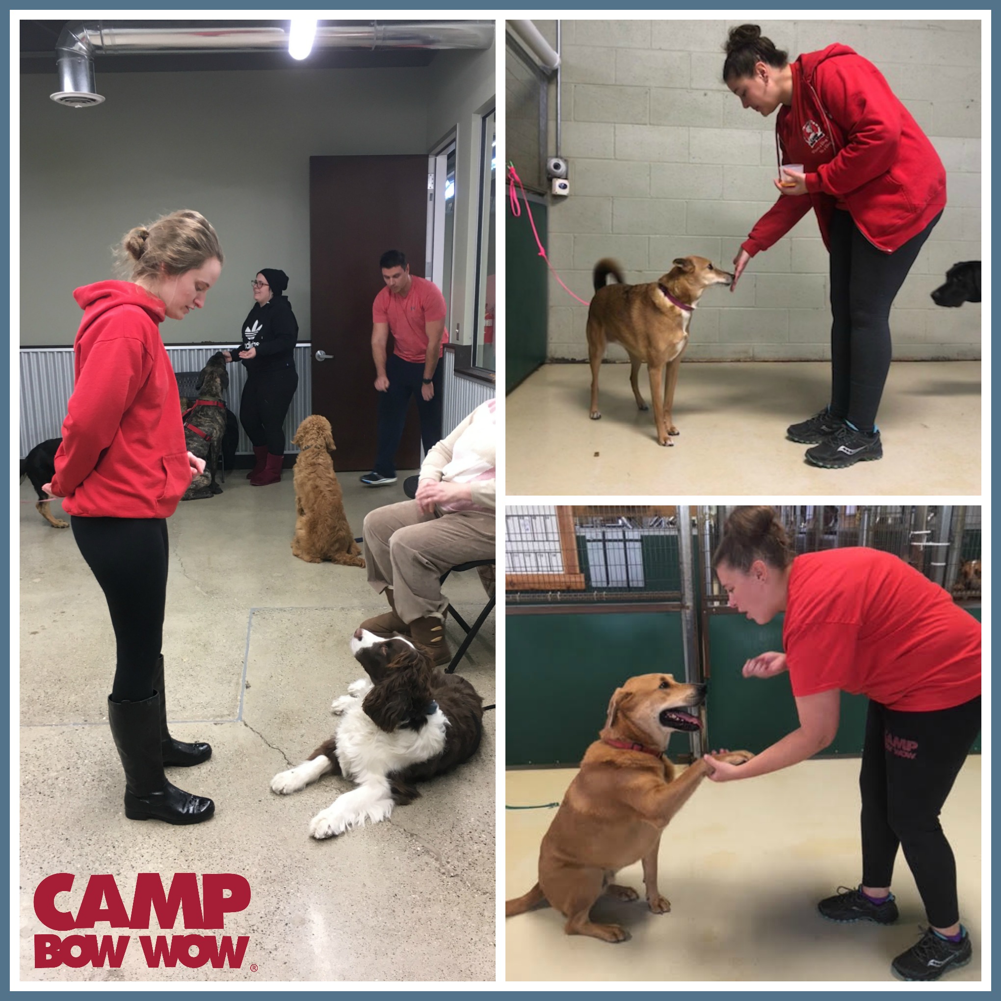 camp bow wow services CBW Dog Blog Page 7