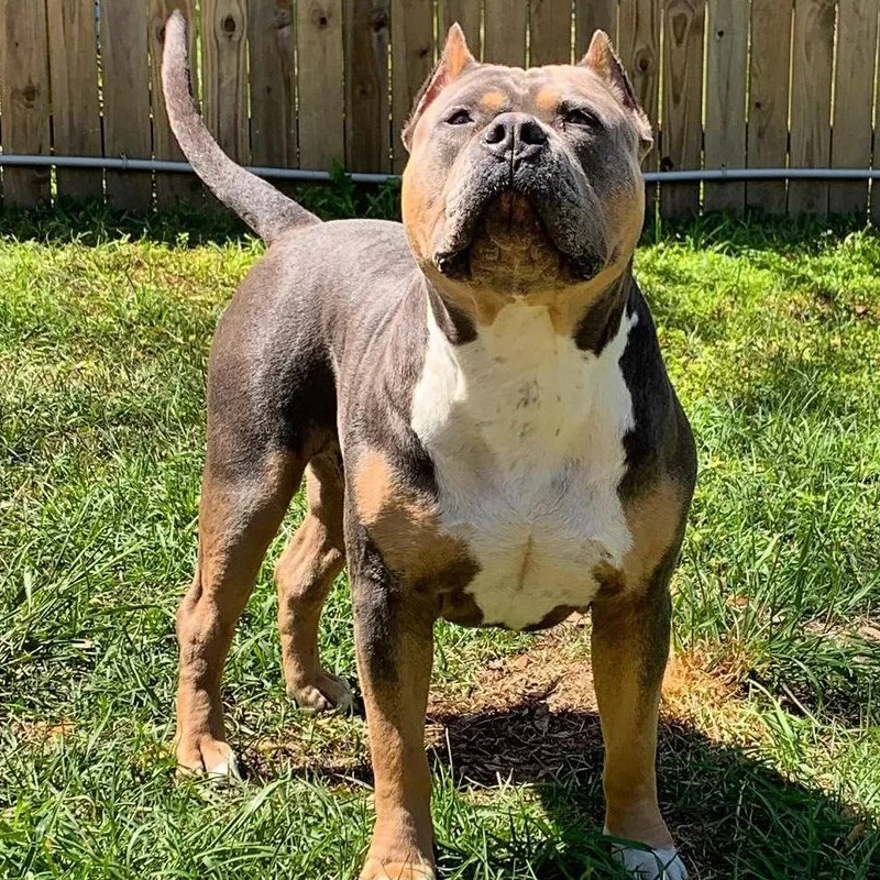 American Bully XL Studs Camp Bully Kennels Charleston