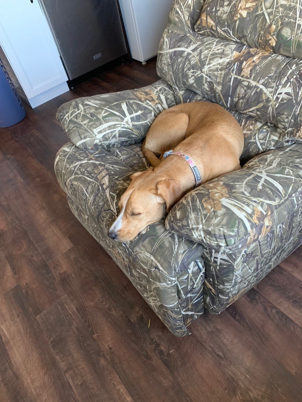 Dog Boarding Center in Utica, KY Pro Dog Boarders Camp Canine
