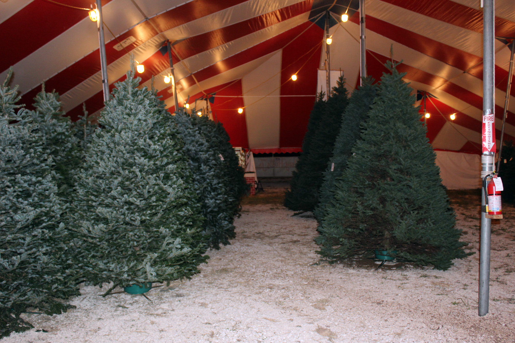 Selling Christmas Trees Work Kamping Page 2 Camper Chronicles