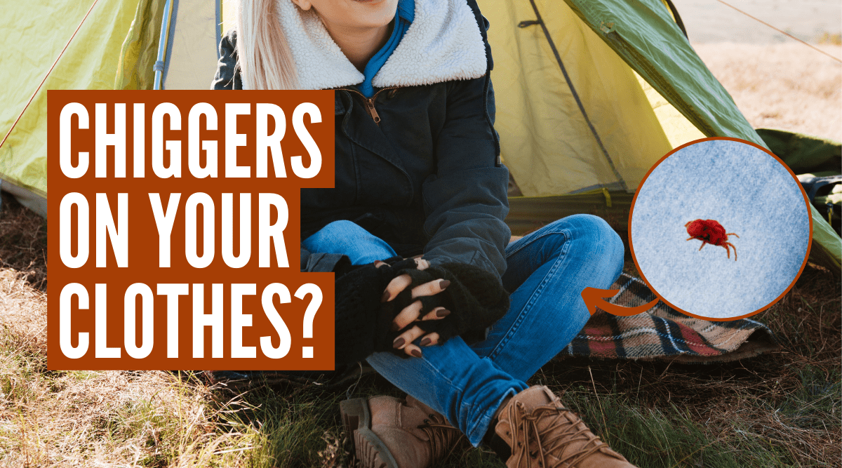 How Long Do Chiggers Live In Bedding at Edgar Wiseman blog