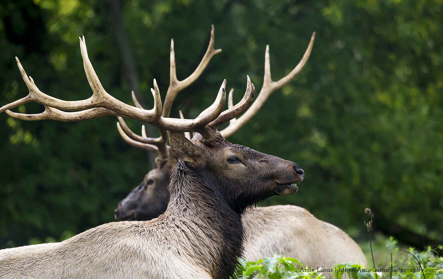 Experience the Elk at Gaylord's City Park Camp. Hike. Explore