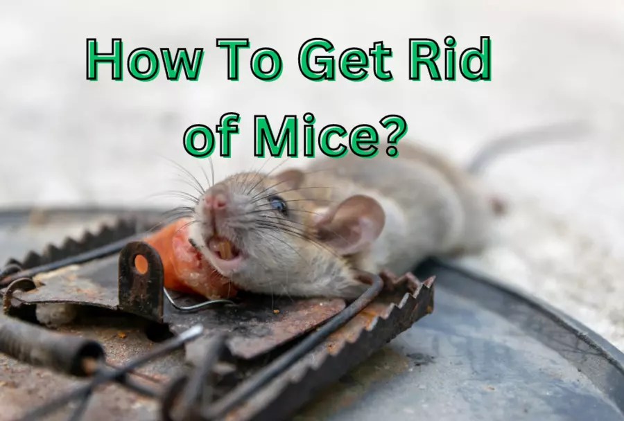 How to Get Rid of Mice? Easy Tips and Methods