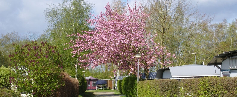 News Camping Maasterras Roermond