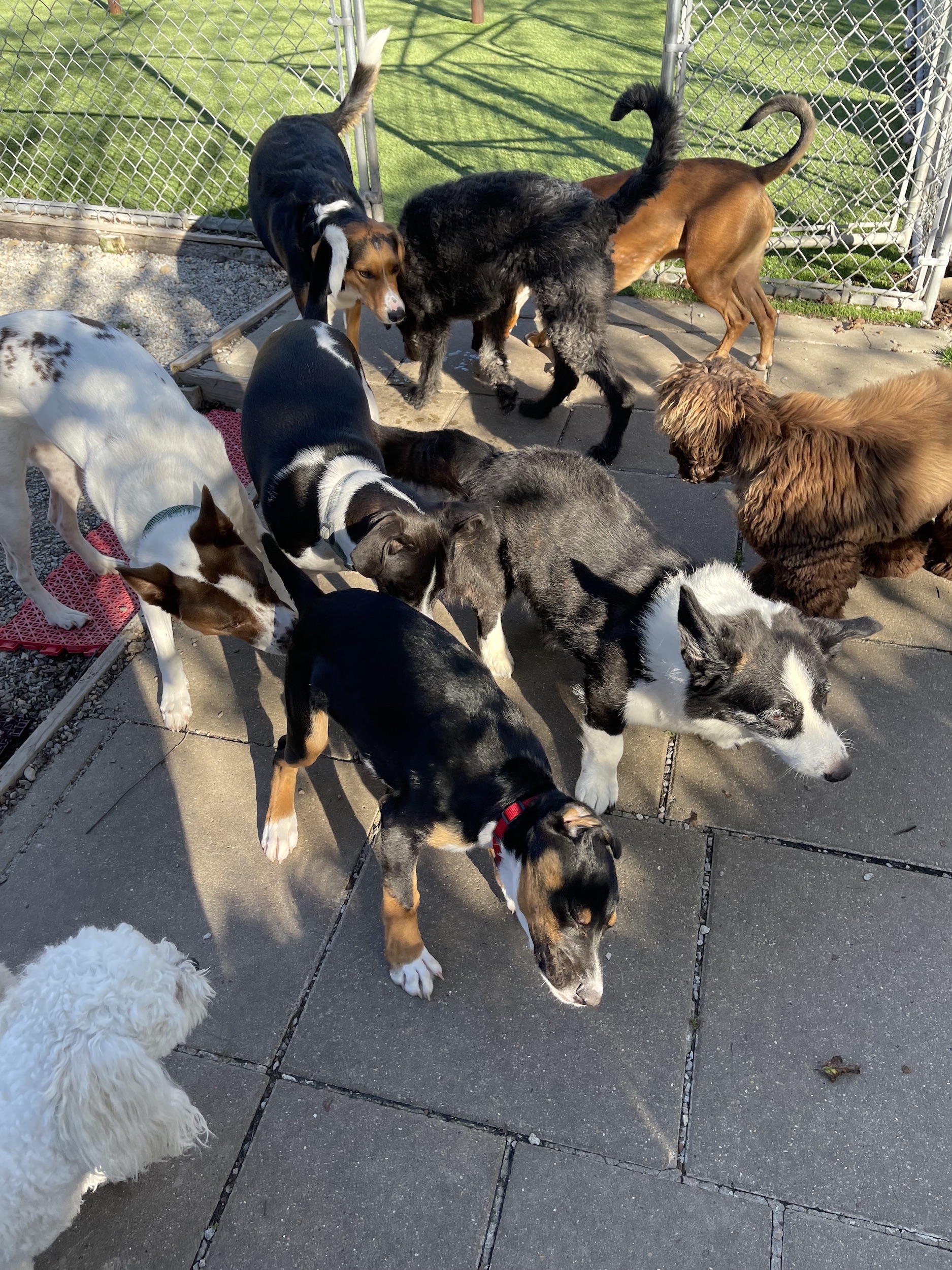 Get Started with Camp K9 Camp K9 Pet Resort and Spa, Inc.