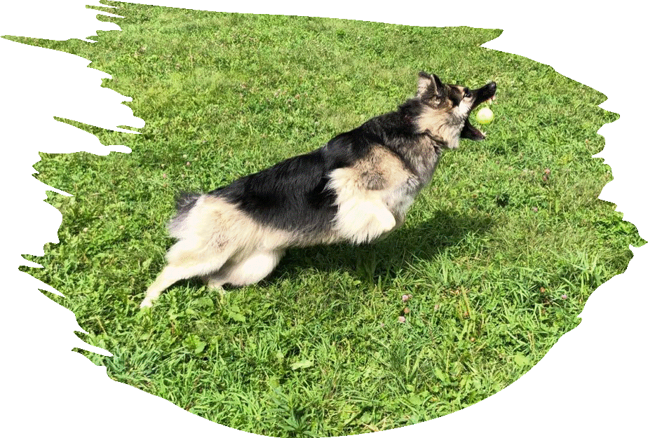 Camp KCS Pet Boarding and Daycare